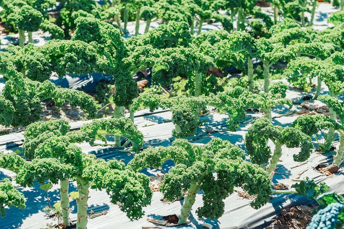 Are Organic Foods Actually Not Better for You? | Plated Asia Article
