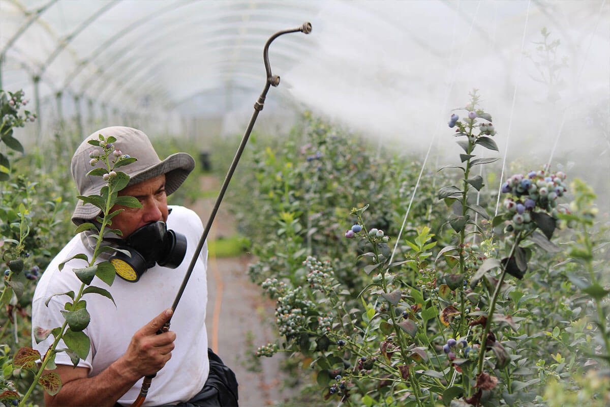 Are Organic Foods Actually Not Better for You? | Plated Asia Article